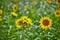 Vibrant Sunflower Trio in Full Bloom, Lush Green Backdrop