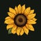 Vibrant Sunflower Vector Graphic On Black Background