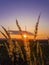 Vibrant sunset as seen through the golden reed plant seeds