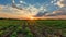 Vibrant Sunset Bathes South Ukraine Agricultural Fields with Lush Green Tomatoes