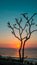 Vibrant Sunset contrasts with blue sky and Silhouette of tree bali indonesia