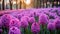 Vibrant Sunset Hyacinth Field In Dutch Baroque Garden