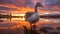 Vibrant Sunset Portrait Of A Goose In Water