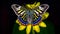 Vibrant swallowtail butterfly pollinates small, single multi colored flower generated by AI