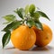 Vibrant Tangerine Fruit Photography With Exquisite Detail