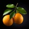 Vibrant Tangerine Oranges On Branch - Holotone Printing