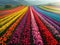 A vibrant tapestry of tulip fields from above