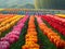 A vibrant tapestry of tulip fields from above