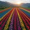 A vibrant tapestry of tulip fields from above