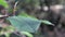 Vibrant texture with green leaves and falling sunbeams. Leaves on a tree branch in the forest in the wind close-up. Variable focus