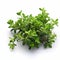 Vibrant Thyme Plant On White Background - High Quality Commercial Photography