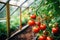 Vibrant Tomato Oasis: Immerse yourself in the vibrant oasis of a tomato-filled greenhouse, where hues of red and green