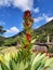 Vibrant tropical bromeliad flower red green