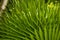 Vibrant tropical green palm frond leaves