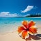 Vibrant tropical Hibiscus flower blooming on the golden sand of a sun-soaked beach