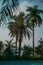 Vibrant tropical landscape featuring a palm tree in the foreground and a lush pool in the background