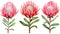 Vibrant Tropical Protea Flowers Collection on White Background AI Generated