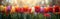 Vibrant Tulip Blooms in a Garden - Beautiful Spring Flowers for Your Designs