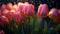 Vibrant tulip blossom in nature fresh springtime beauty generated by AI