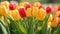 Vibrant Tulip Blossoms: Stunning Red and Yellow Floral Banner for a Sunny Garden Day.
