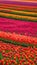 Vibrant Tulip Field Stretching to the Horizon in Spring