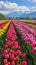 Vibrant tulip fields ablaze with color