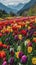 Vibrant tulip fields ablaze with color