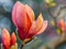 Vibrant tulip flower blooming in garden