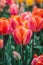 Vibrant tulips in bloom