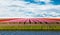 Vibrant tulips field with cloudy sky.