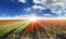 Vibrant tulips field with cloudy sky.