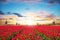 Vibrant tulips field with Dutch windmill