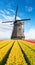 Vibrant tulips field with Dutch windmill