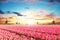 Vibrant tulips field with Dutch windmills