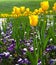 Vibrant tulips on flowerbed