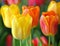Vibrant Tulips in Full Bloom