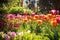 vibrant tulips in a geometrically composed garden