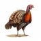 Vibrant Turkey Illustration: Fantasy Realism In 2d Game Art Style