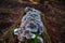 Vibrant Turkey Tail Mushrooms