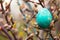 vibrant turquoise egg nestled among early spring tree buds