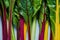 Vibrant vegetable, swiss rainbow chard