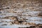 Vibrant view of Badwater basin, endorheic basin in Death Valley National Park, Death Valley, Inyo County California, USA