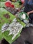 A Vibrant View of the Markets in Madagascar