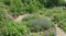 A vibrant village herb garden with aromatic plants.