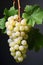 Vibrant Vines: A Stunning Display of Grapes with Bold Yellow Ski