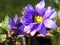 Vibrant violet anemone blanda flower macro