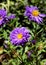 Vibrant Violet Aster Flower