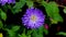 Vibrant Violet Aster Flower