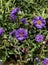 Vibrant Violet Aster Flowers