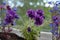 Vibrant violet petunia flowers grow with lobelia in flowerpot.